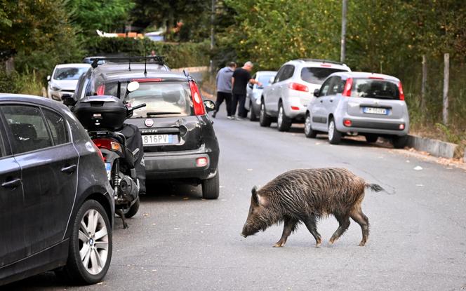 Un sanglier à Rome, le 27 septembre 2021.