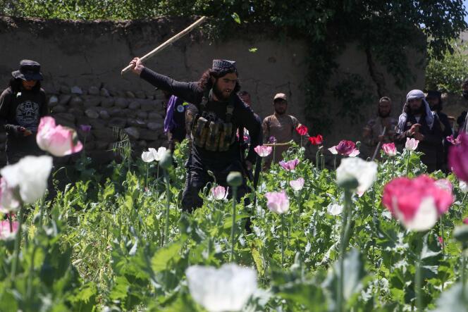 Les forces de sécurité afghanes détruisent un champ de coquelicots dans le district d'Argo, le 13 mai 2024.