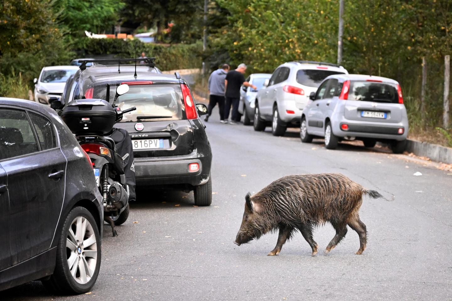 The Italian military has been called in to help hunt wild boar