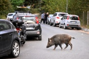 A wild boar in Rome, September 27, 2021.