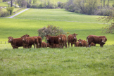Un élevage de vaches limousines dans le bocage de Moselle, en avril 2023.