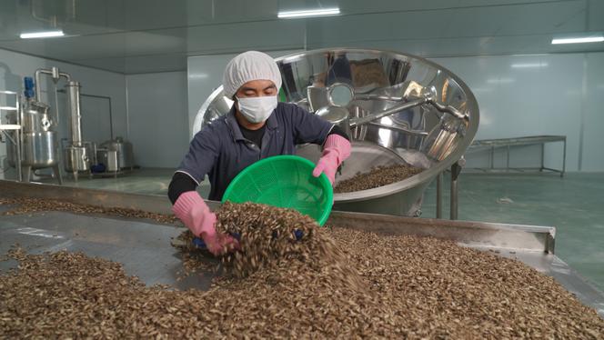 L’usine de transformation agro-alimentaire de Cricket One, dans la commune de Loc Thinh, province de Binh Phuoc, au Vietnam. L’usine traite actuellement 150 tonnes de grillons par mois et produit environ 30 tonnes de poudre protéinée.