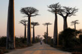 Madagascar, berceau des baobabs africains (et australiens)