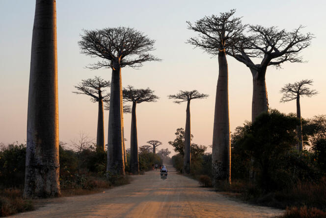 La célèbre « allée des baobabs », près de Morondava, à Madagascar, en 2019.