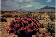Dans le désert d’Arizona (1982).
