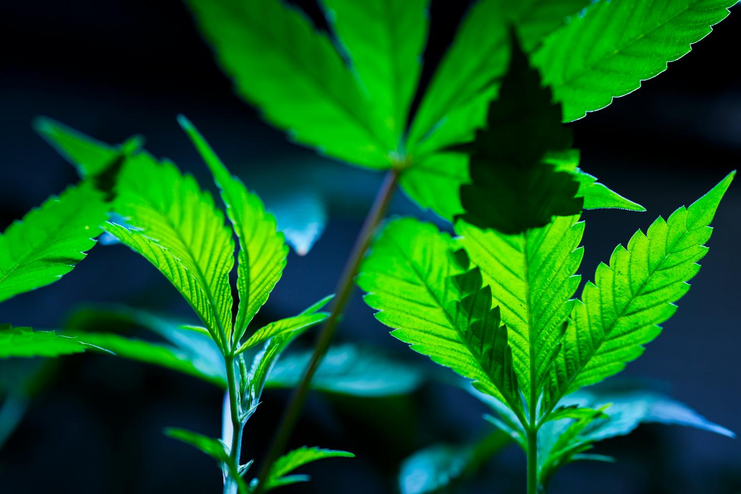 US formally moves to reclassify marijuana as a less dangerous drug in historic shift