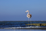 A young flamingo in the Camargue, December 2021.