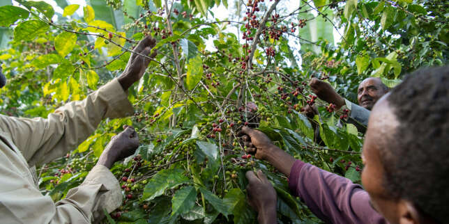 Le café éthiopien menacé par la réglementation européenne sur la déforestation