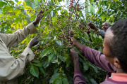 Farmers harvesting coffee beans in Sidama, Ethiopia, November 2018.
