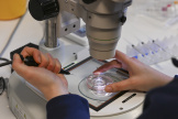 Préparation de la fécondation d’un ovule, dans le laboratoire cellulaire du Centre de fertilité de Berlin, le 17 janvier 2024. 