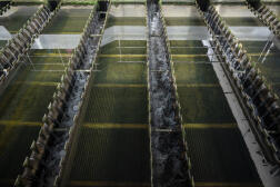 Un bassin de décantation de l’usine d’eau potable de Méry-sur-Oise (Val-d’Oise), le 13 mars 2024.