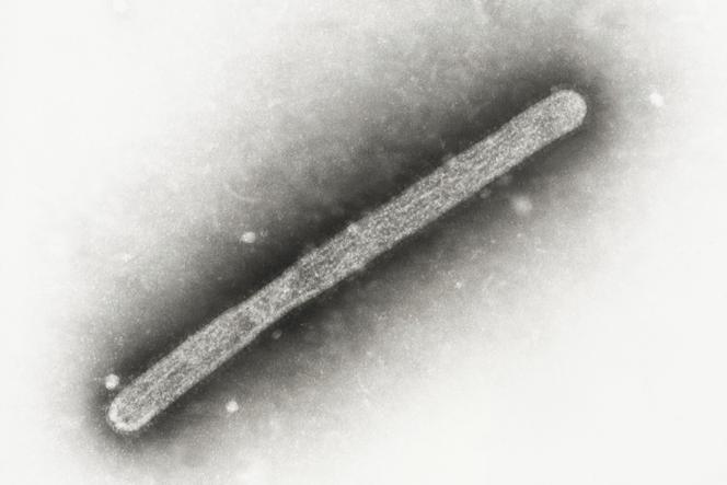 Virion de la grippe aviaire H5N1 vu au microscope électronique, en 2005.