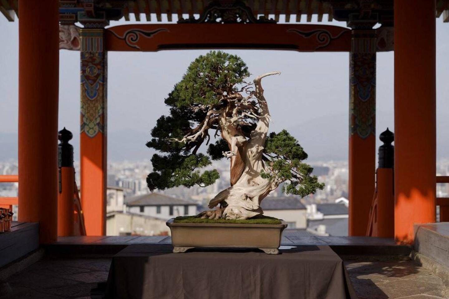As the art of bonsai trees grown too big for its own good?