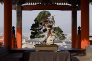 An 800-year-old bonsai during a bonsai exhibition at Kiyomizu-dera Temple in Kyoto, Japan, on November 24, 2023