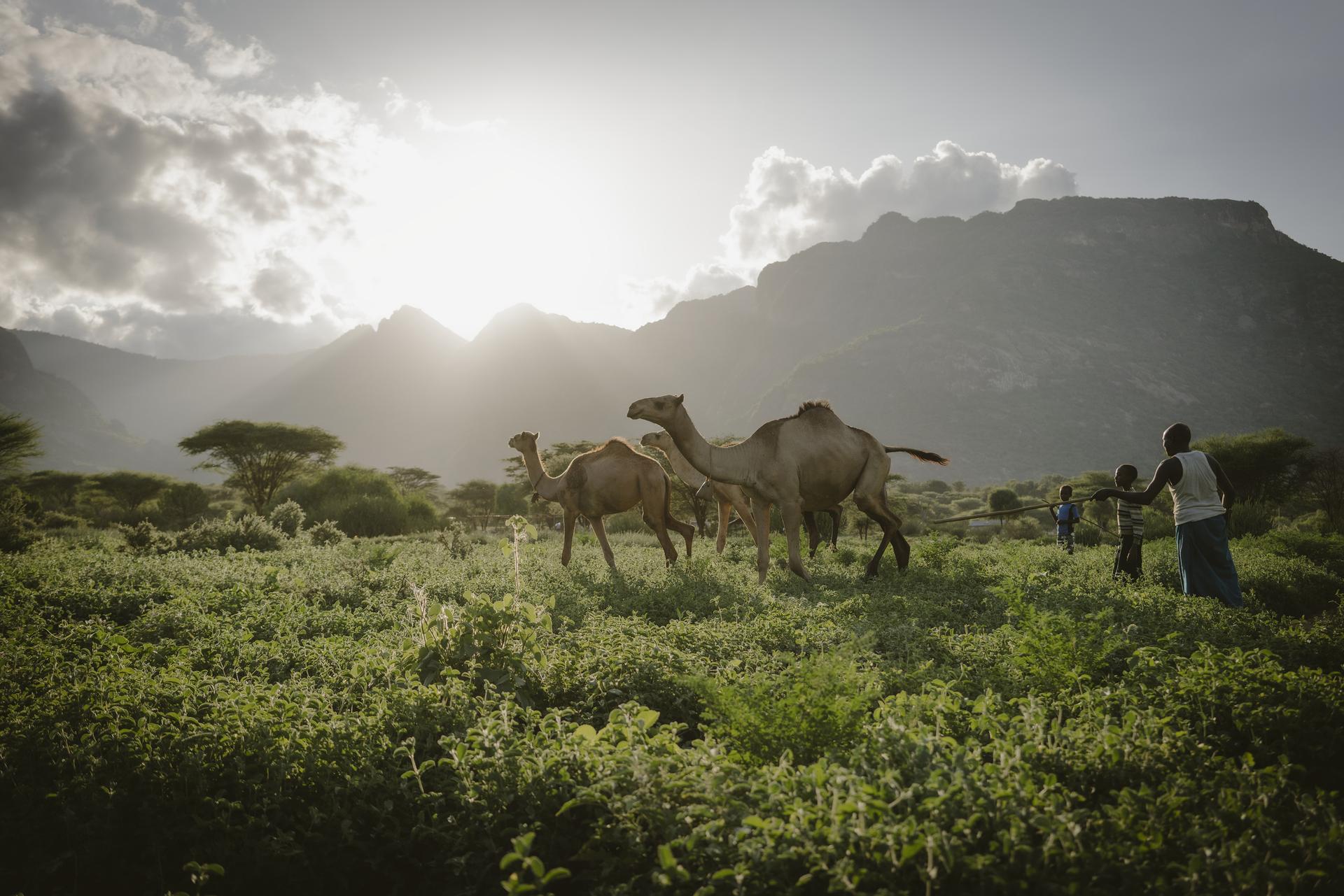 Lkaraiko Lemalinga and his camels, Ngurunit (Kenya), May 14, 2024.