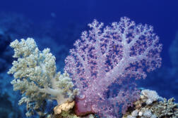 « Alcyonium sp. », un corail mou.