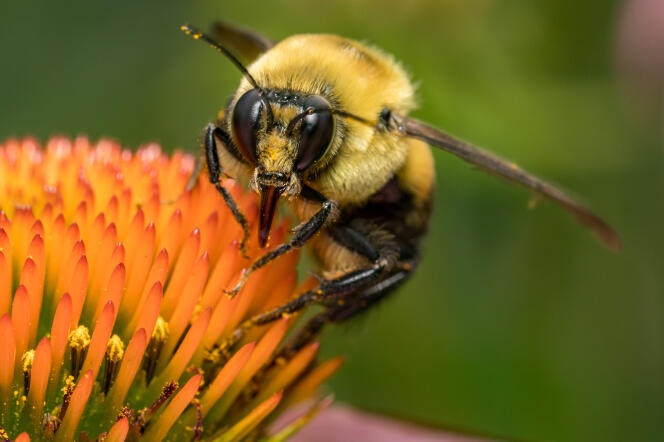 Bourdon mangeant le nectar et le pollen d’une fleur, en Illinois (Etats-Unis), en juillet 2020.