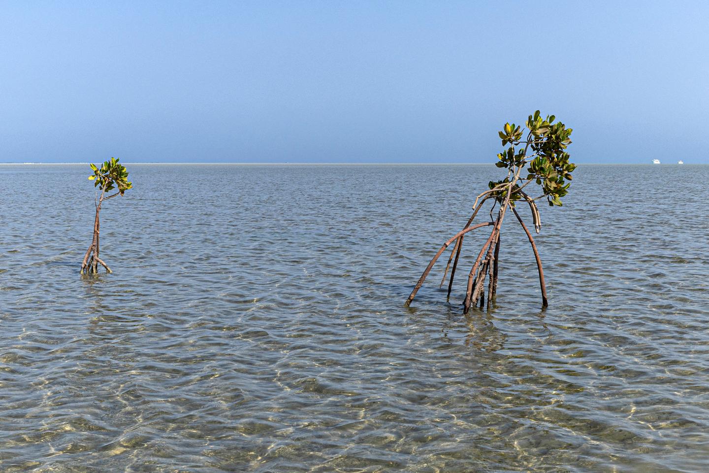 Ocean is warming at an 'unprecedented rate,' warns UNESCO