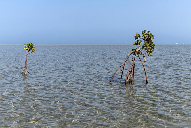 “Dalla superficie all’abisso”, secondo l’UNESCO, gli oceani del mondo si stanno deteriorando a un “tasso senza precedenti”