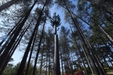 Montage d’une antenne de téléphonie en milieu boisé, à Hardelot-Plage (Pas-de-Calais), le 29 avril 2021.
