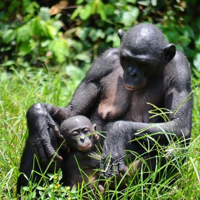 En RDC au Paradis des bonobos menaces d extinction
