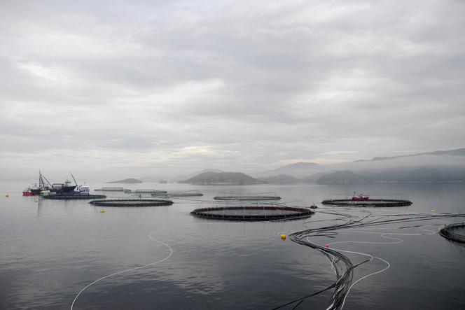 An aquaculture farm in Hidra Bay, west of Trondheim (Norway), in June 2016.  Each of the fifteen nets holds about 120,000 salmon.