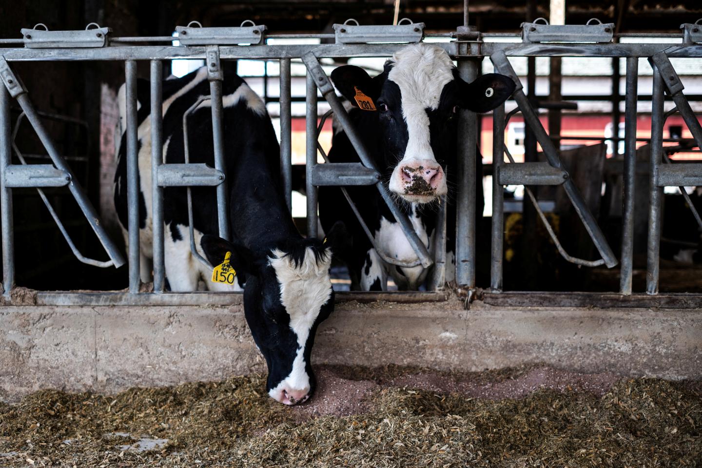 Avian flu: New human infections reported as epizootic rapidly spreads in the US