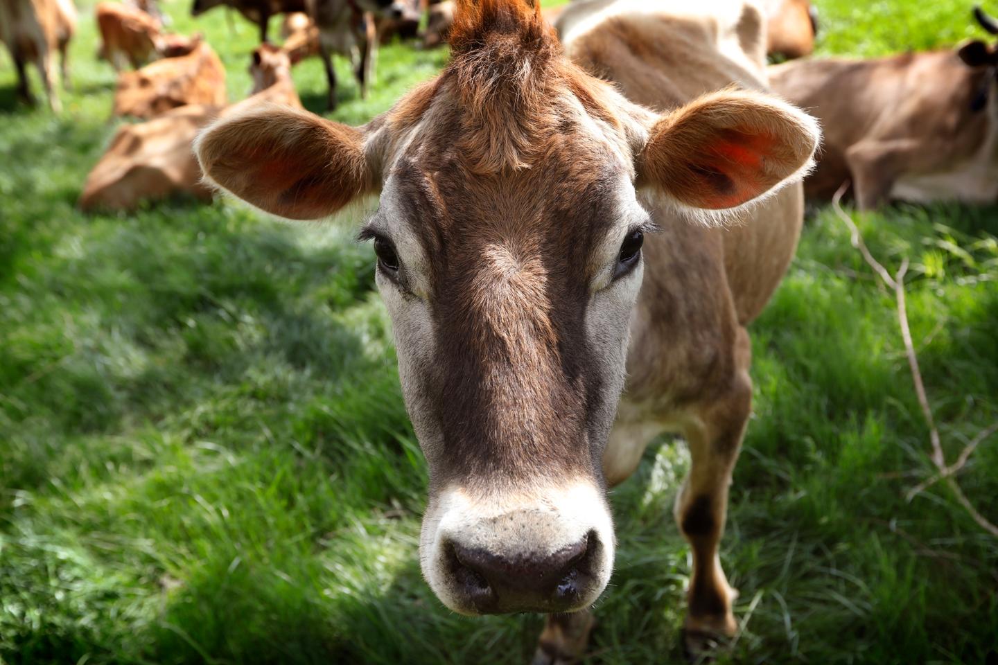 In New Zealand, the government has abandoned a plan to tax livestock belching and farting