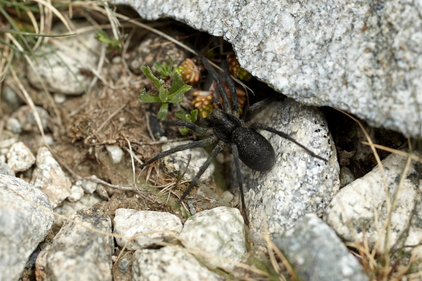More than half of France's 2,900 endangered species are not directly protected