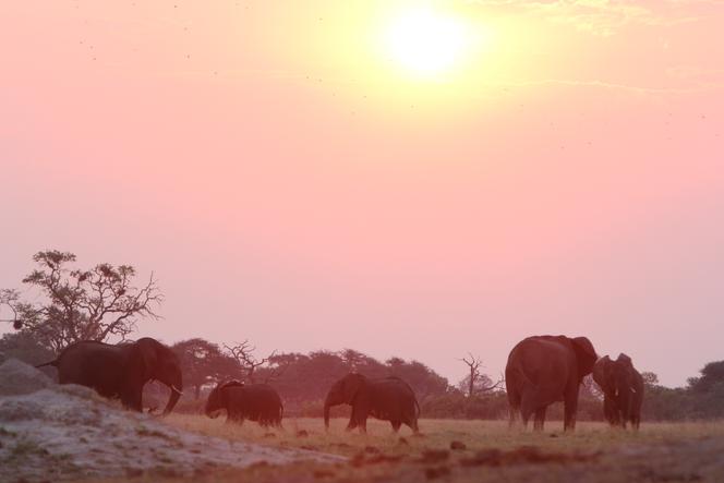 Des éléphants au Zimbabwe. Image extraite du documentaire « Une année sur Terre », de Sam Hume.