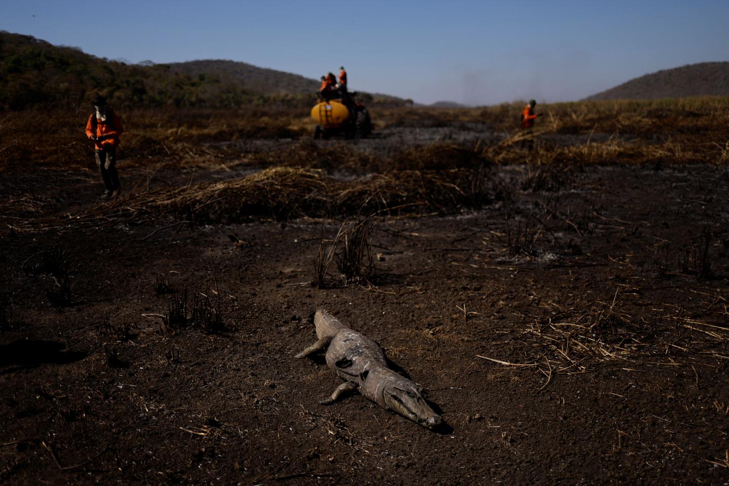Brazil's Pantanal, a treasure trove of biodiversity, has already fallen prey to flames