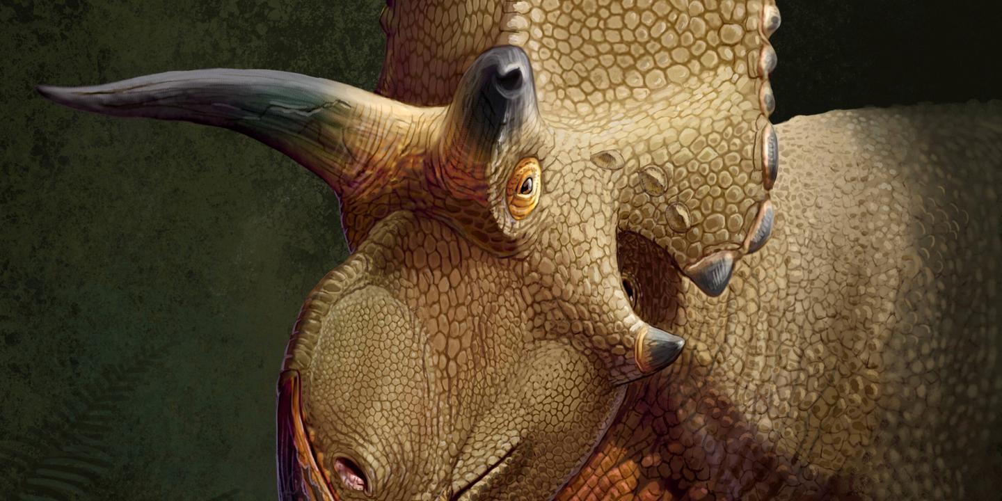 Découverte d’une nouvelle espèce de dinosaure à cornes