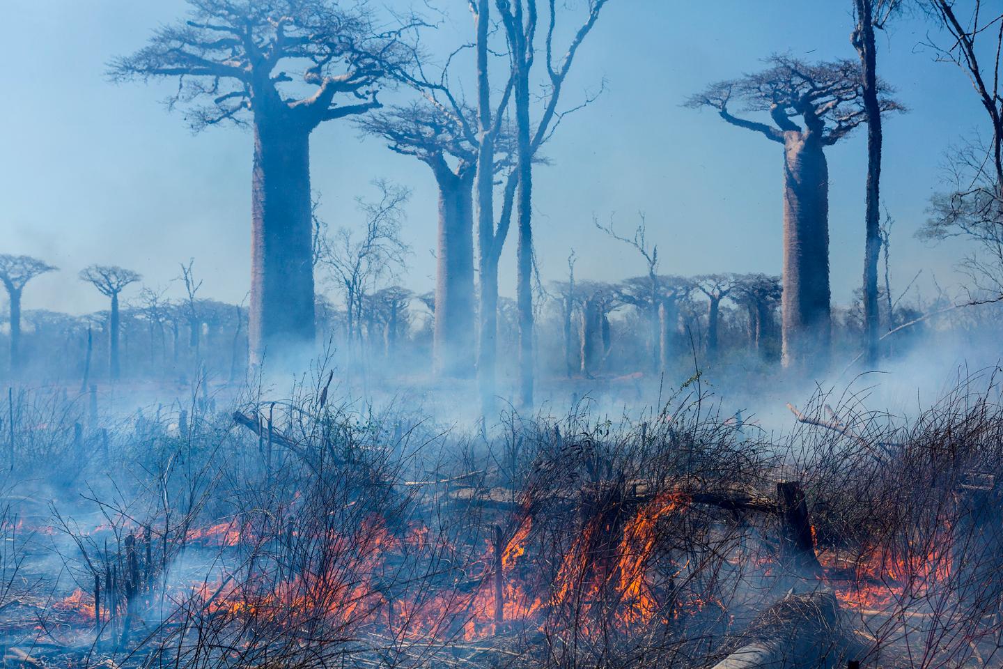 In Madagascar, a race against time to save the last forests