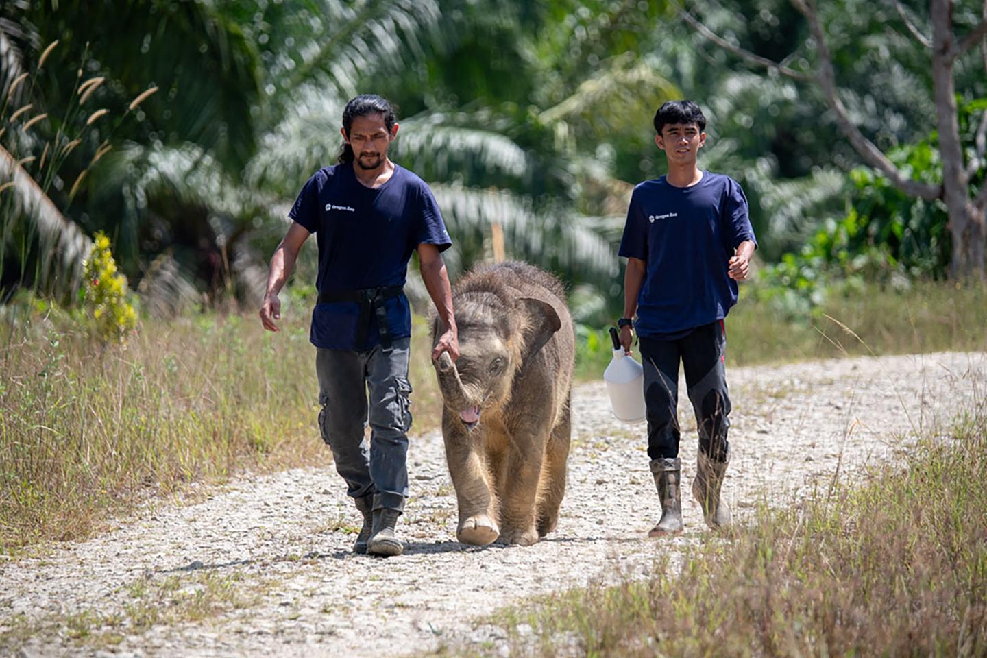 ボルネオゾウは絶滅の危機にあり、イベリアオオヤマネコは回復しつつある