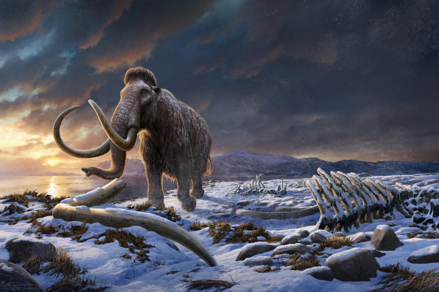 Woolly mammoth genome reconstructed in 3D from fossil chromosomes