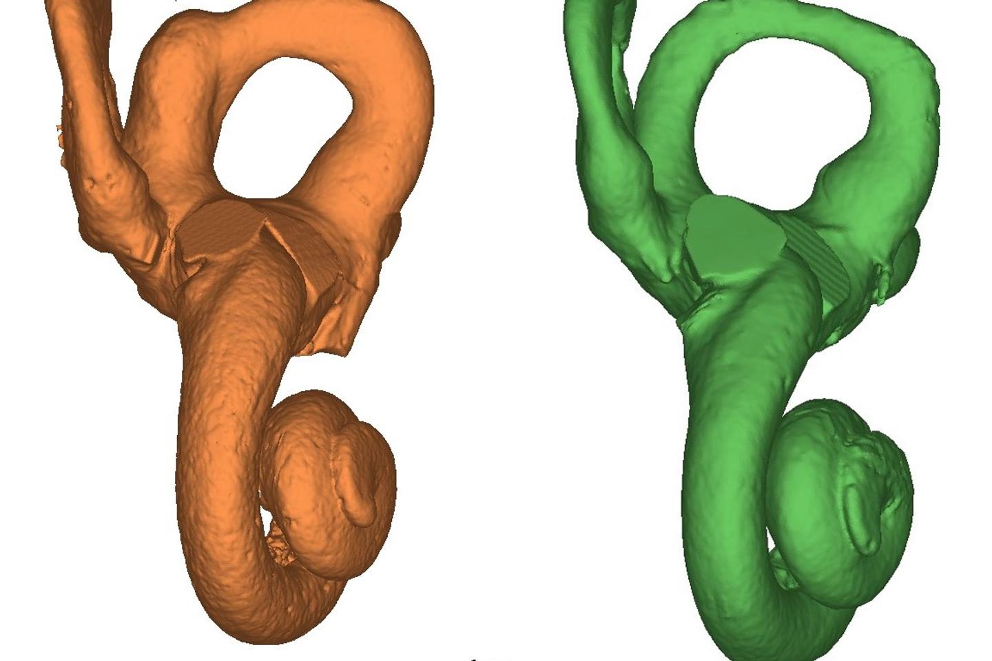 Bone of Neanderthal child provides evidence of social care in prehistoric times