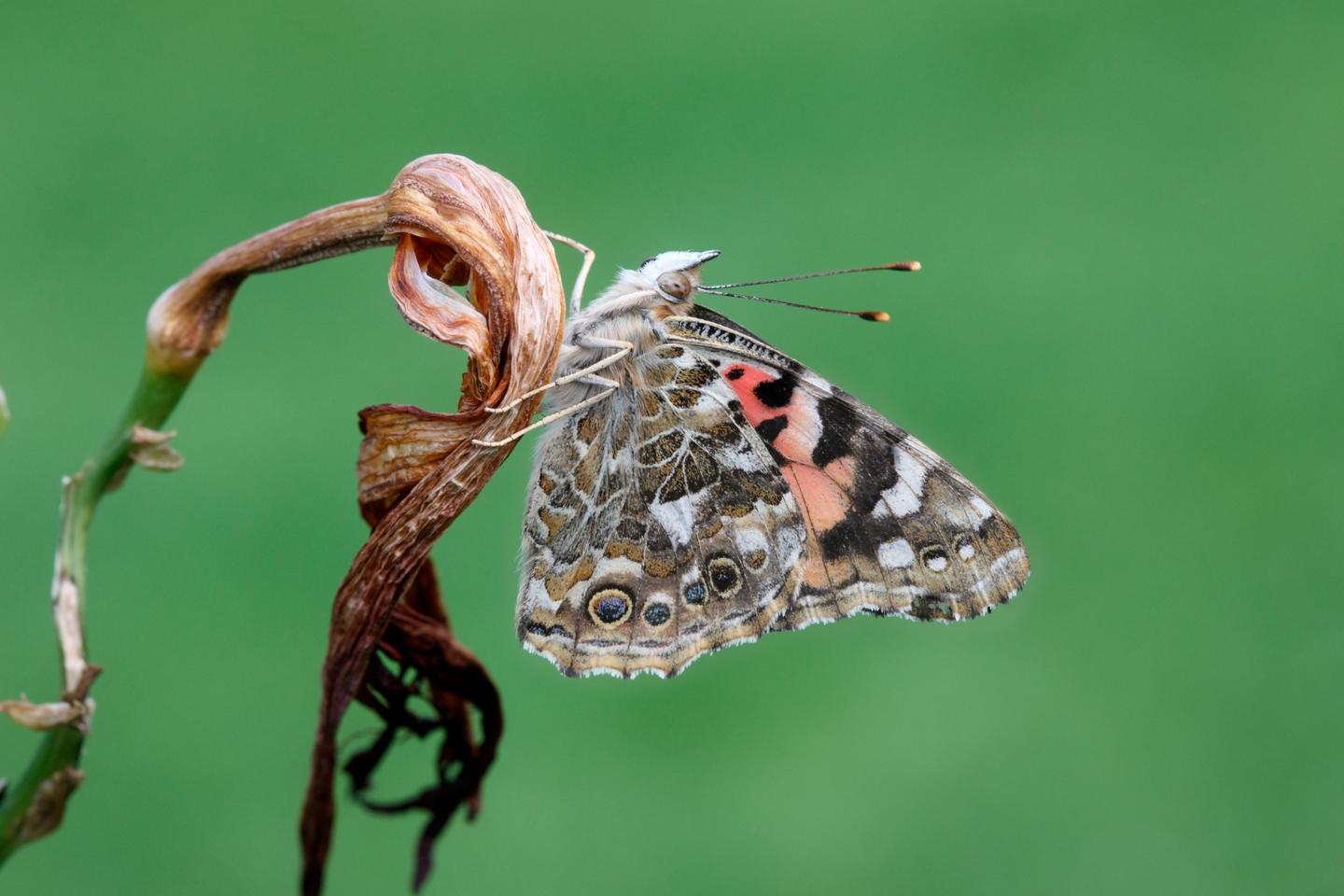 When the 'painted lady' butterfly crossed the Atlantic on a magic carpet of easterly winds