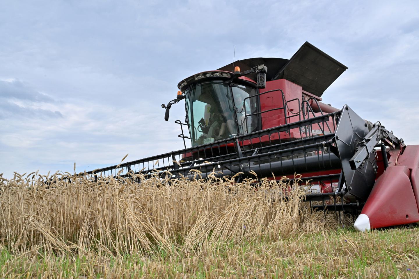 EU taxes Ukrainian exports of eggs, oats and sugar