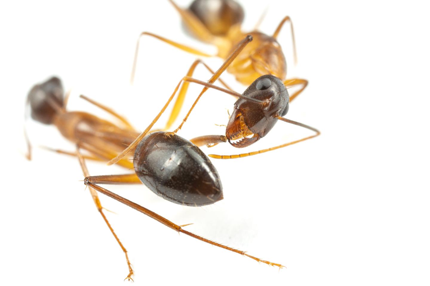 Ants are the first non-human surgeons