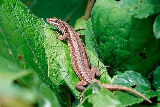 Un lézard vivipare dans les Landes, en janvier 2023.