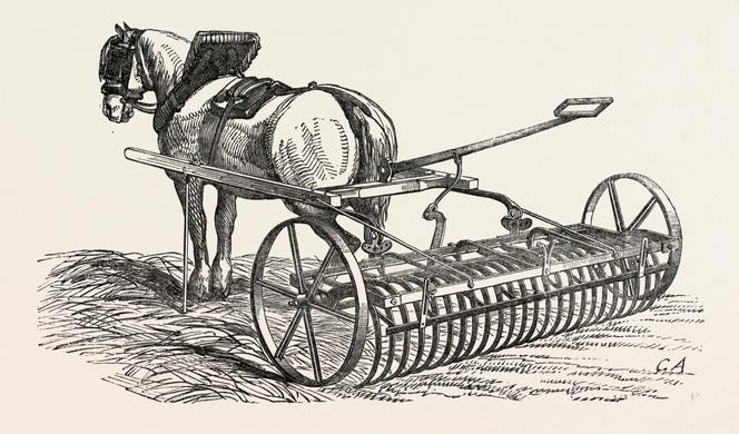 Le Marié Et La Mariée Montent Un Cheval Blanc. | Vecteur Premium