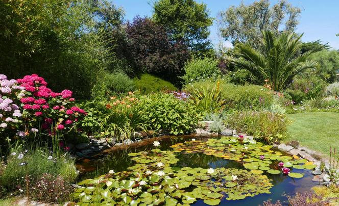 Hortensias et nymphéas de la mare aux grenouilles, au jardin Eden du voyageur, à Belle-Ile-en-Mer (Morbihan).