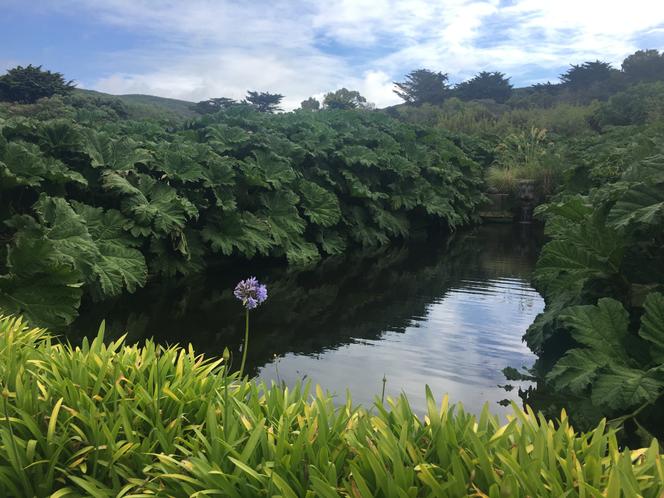 Agapanthes et gunneras, dans le jardin botanique de Vauville (Manche).