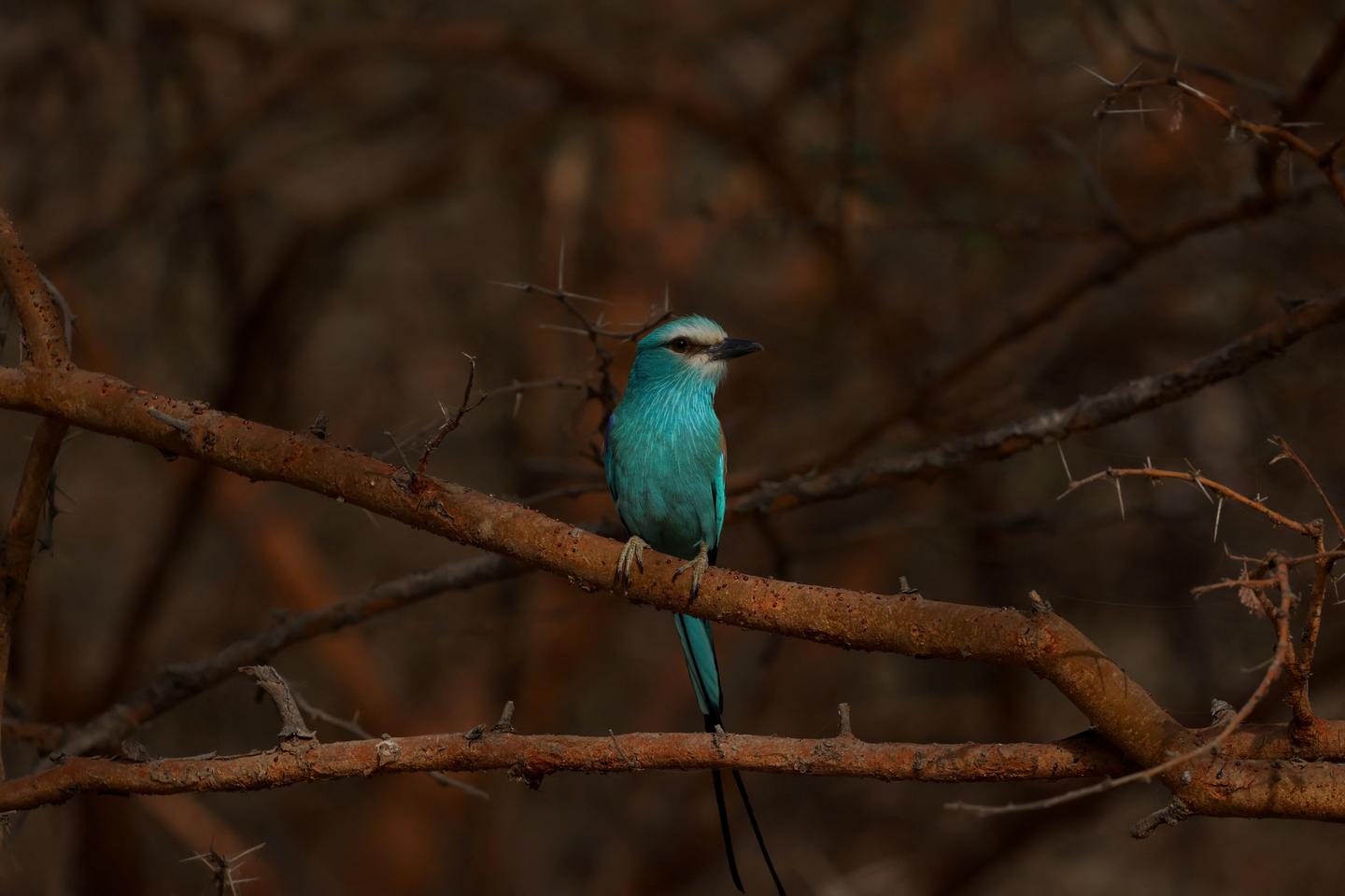 Au Sénégal, le parc naturel du Niokolo-Koba retiré de la liste du patrimoine en péril de l’Unesco