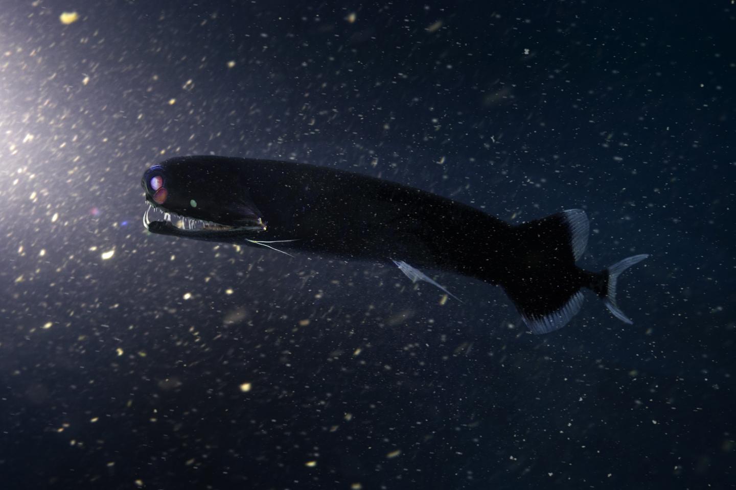 In the abyss, dragon fish make big eyes to better spot females