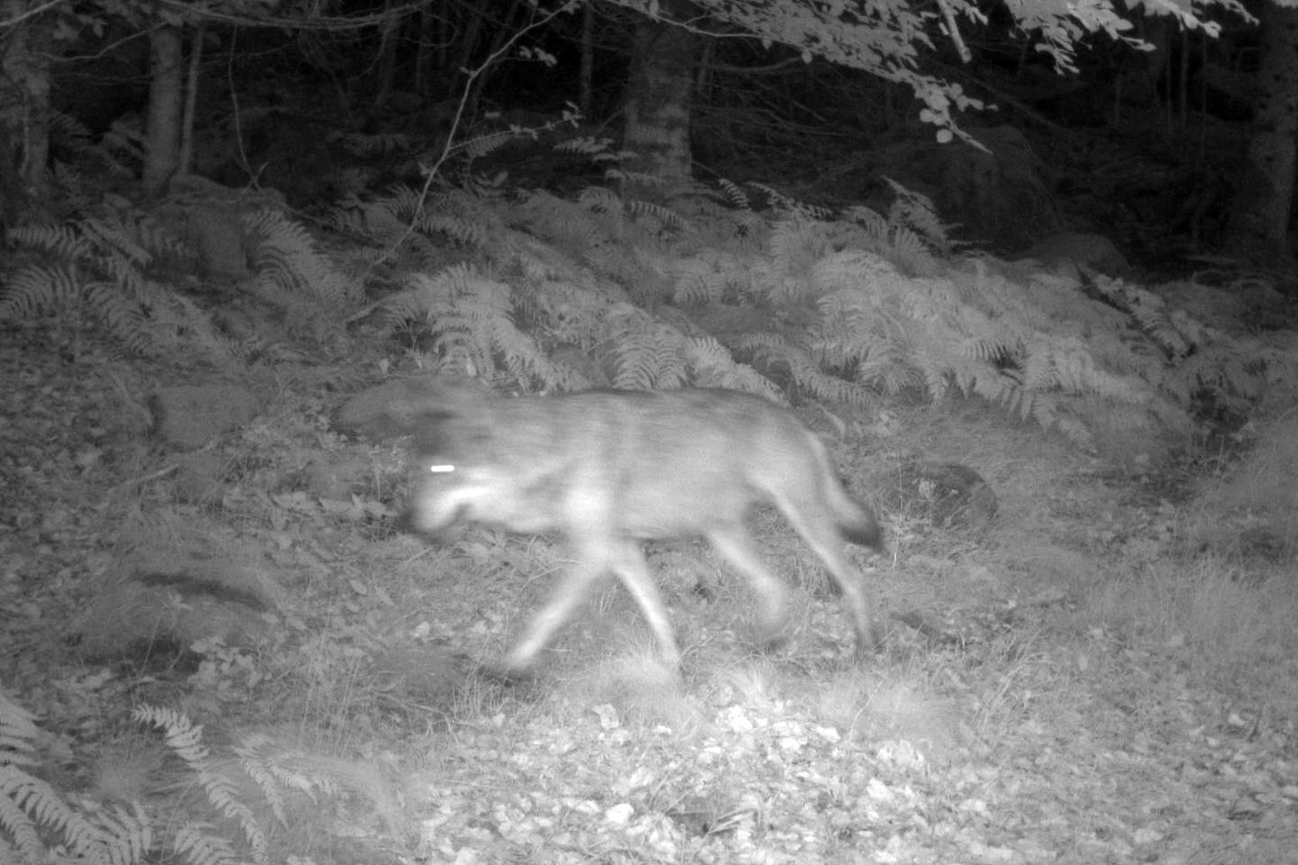 The wolf returns to France and so does the illegal practice of poaching
