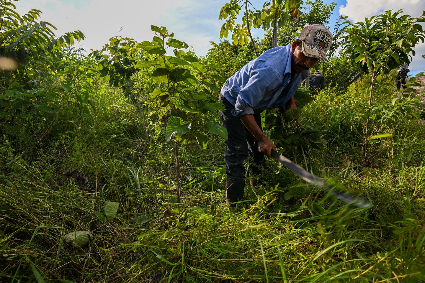 Mayan forest concessions in Guatemala: A model for combating deforestation