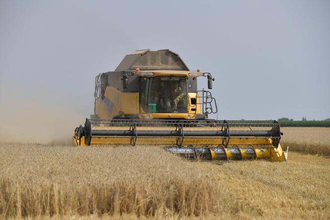 Un agriculteur conduit une moissonneuse-batteuse pour récolter du Chevignon, une variété de blé tendre, dans un champ à Illiers-Combray, près de Chartres, dans le centre de la France, le 30 juillet 2024.