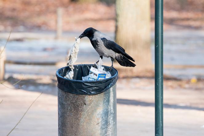 Une corneille, en Allemagne, en janvier 2017.