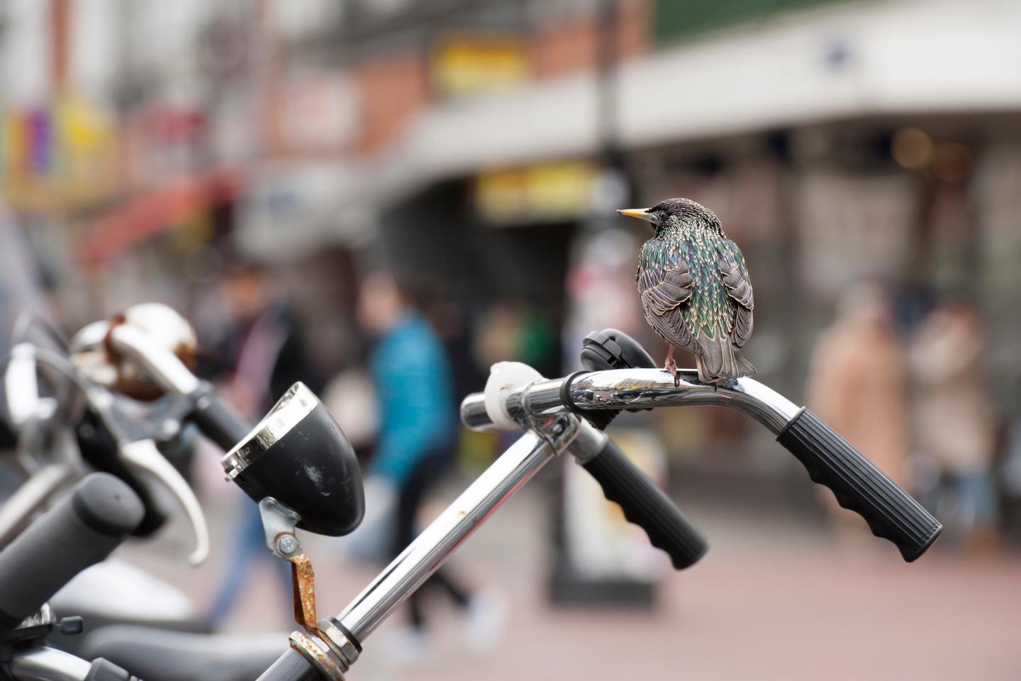 抗生物質耐性菌の影響を受ける都市環境近くの鳥